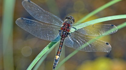 Das FFH-Gebiet Albuchwiesen ist Lebensraum seltener Libellen der Moorgewässer, zum Beispiel der Großen Moosjungfer. 