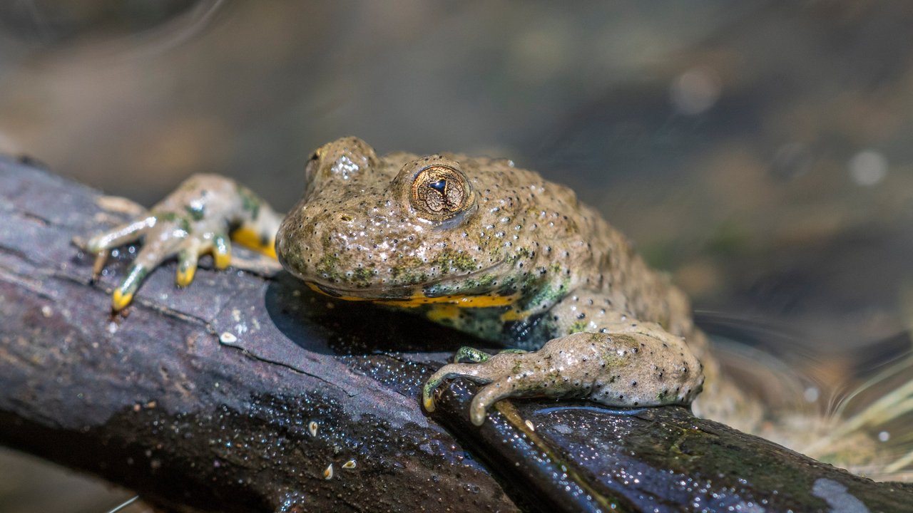 Gelbbauchunke (Bombina variegata)