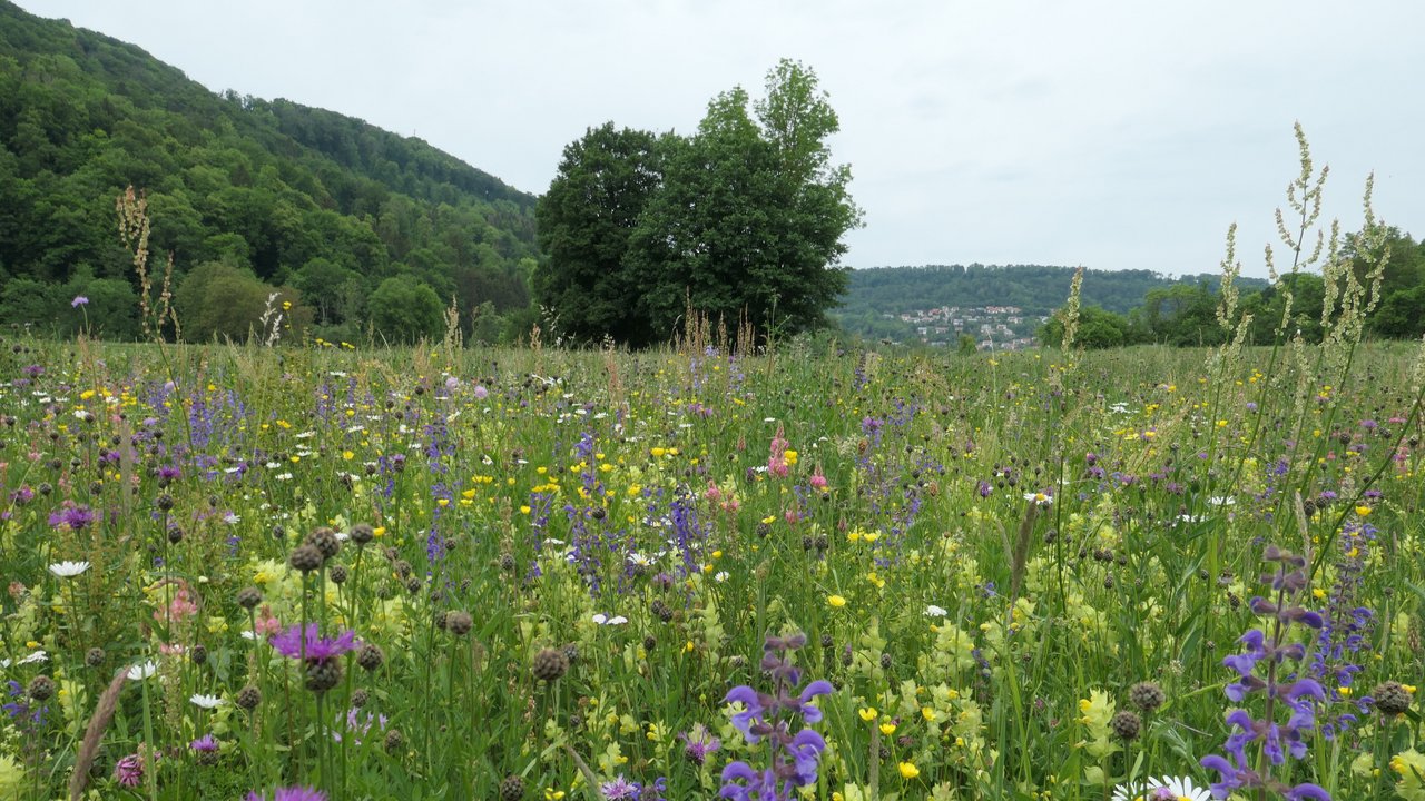 Eine Wiese mit bunten Blumen im Hintergrund Bäume ganz hinten eine Ortschaft