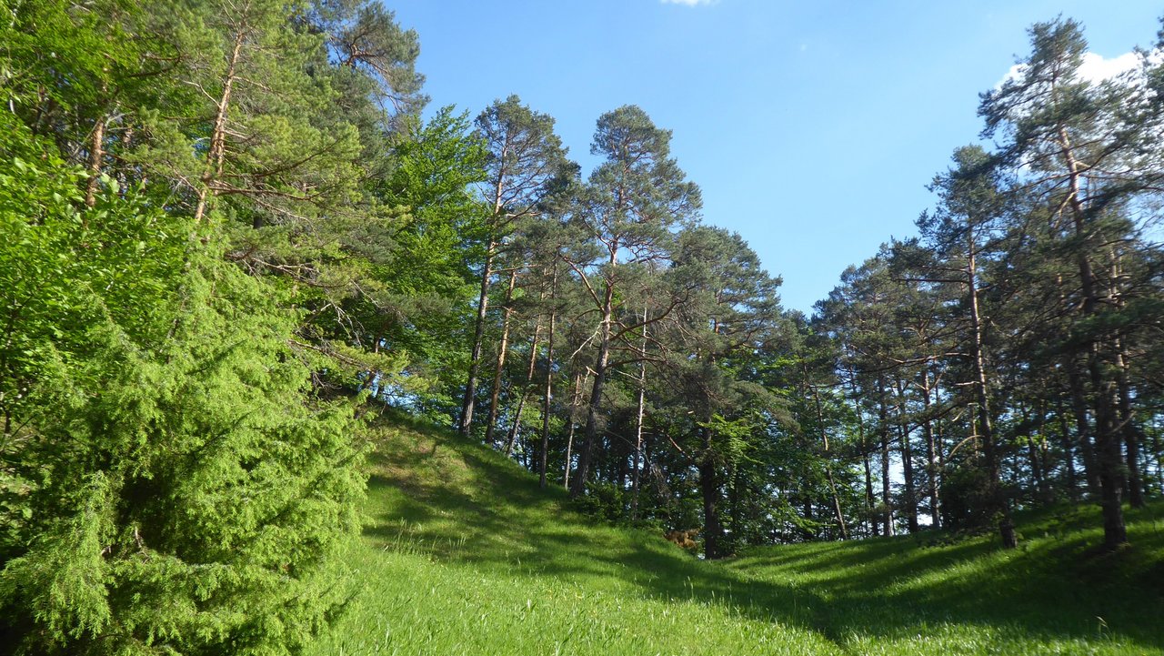 Lichter Kiefernwald prägt das Naturschutzgebiet „Roter Burren“