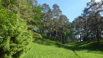 Lichter Kiefernwald prägt das Naturschutzgebiet „Roter Burren“