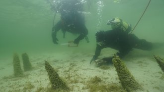 Taucher bei der Untersuchung von Pfahlreihen in der Flachwasserzone um die Insel Reichenau