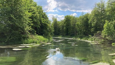 Bild zeigt Renaturierung der Brenz