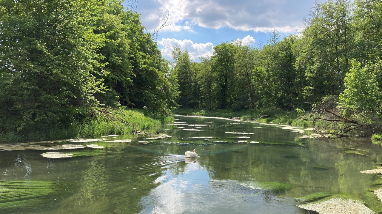 Bild zeigt Renaturierung der Brenz