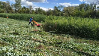Mahd der Teichbodenvegetation