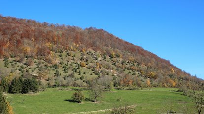 Gepflegte Wacholderheide im Naturschutzgebiet Nordalbhänge. 