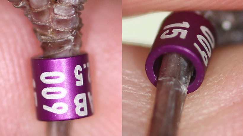 Inteakte Beringung eines Vogels