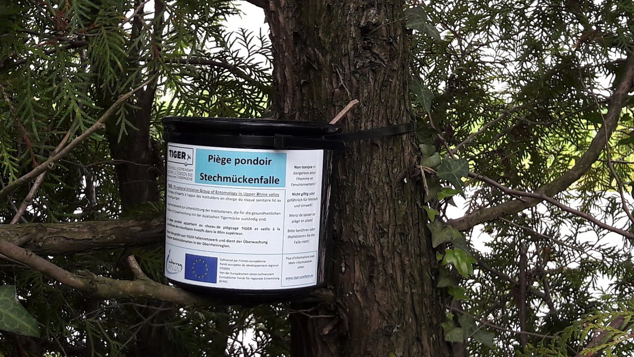 Bild zeigt Stechmückenfalle