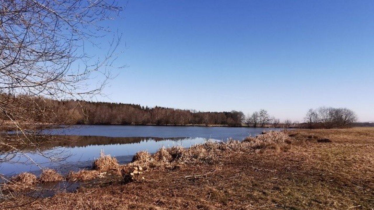 Bild zeigt den Schechinger Weiher