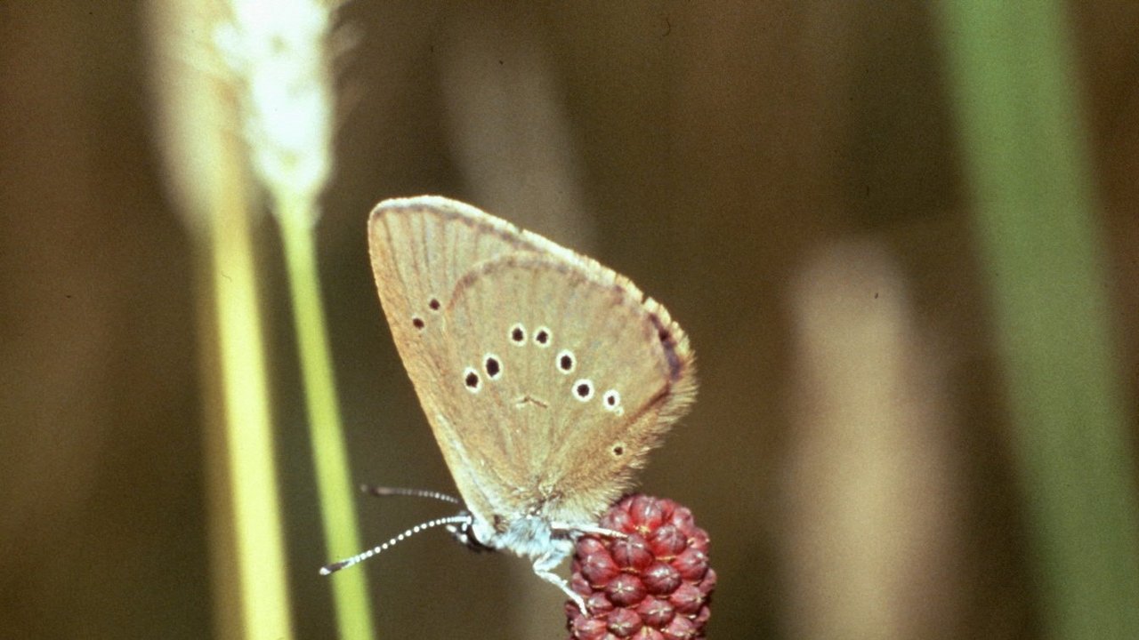 Der seltene und gefährdete Dunkle Wiesenknopf-Ameisenbläuling auf einer Blüte des Großen Wiesenknopfs.  Ein Schmetterling sitzt auf einer Blüte