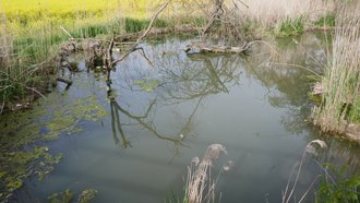 Ein kleiner Teich