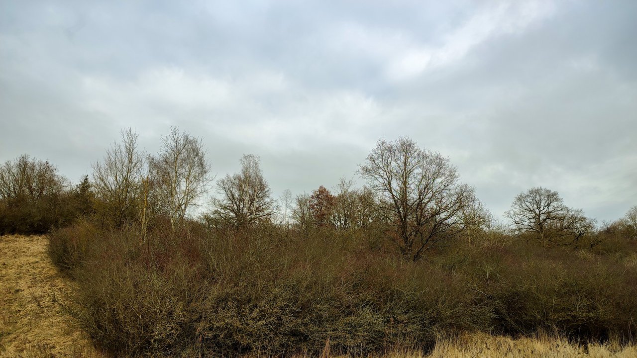 Die Heidefläche am Dreimorgenberg