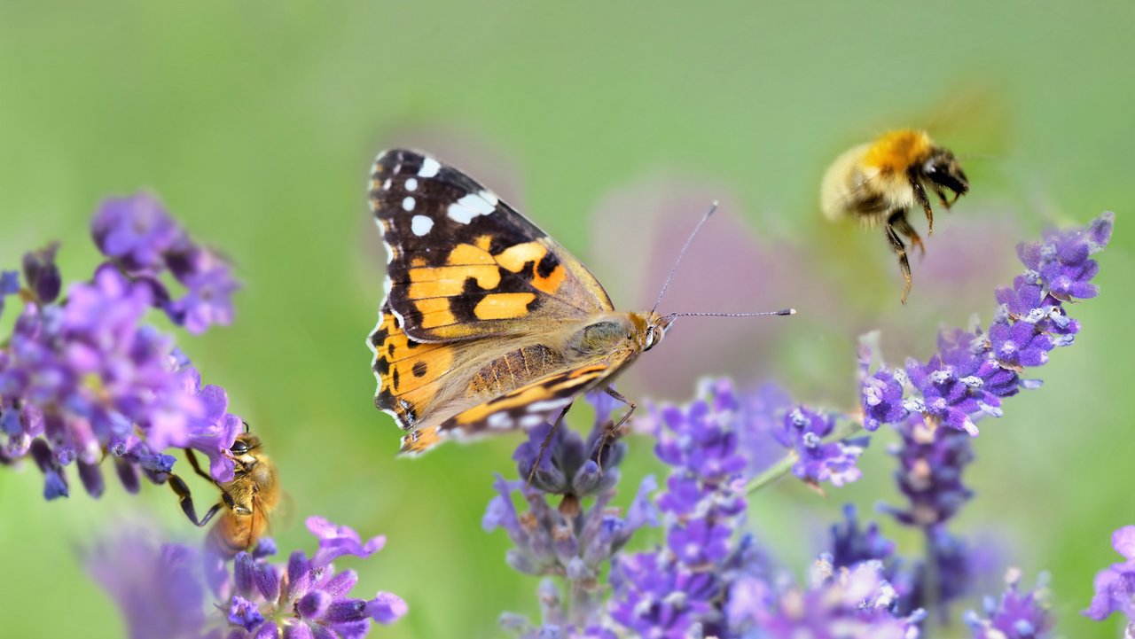 Schmetterling und zwei Bienen auf lilafarbenen Blüten