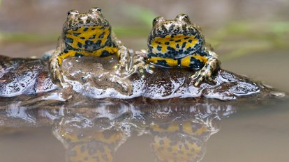 Der Gelbbauchunke dient der wiederhergestellte Teich als Laichgewässer