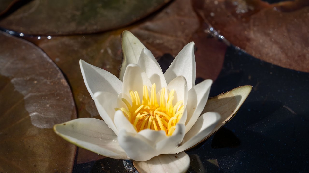 Eine Blüte der Glänzenden Seerose