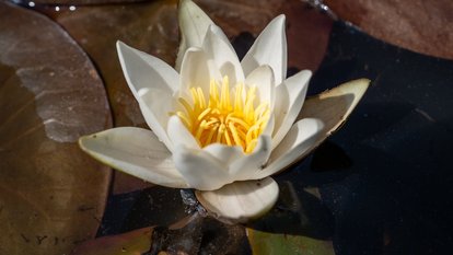 Eine Blüte der Glänzenden Seerose
