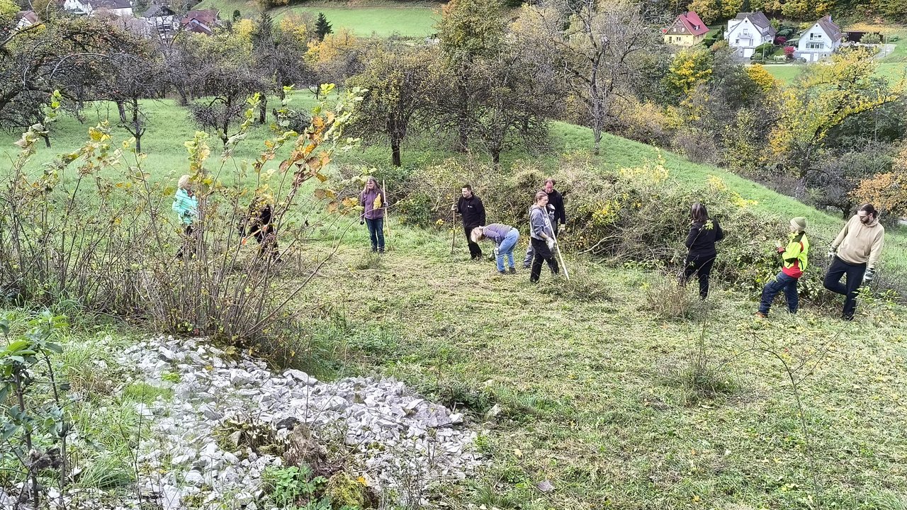 Rund 40 Helferinnen und Helfer reduzierten im Rahmen des Landschaftspflegetags im Naturschutzgebiet „Oberes Lenninger Tal“ Gehölze, um Steinriegel wieder freizulegen