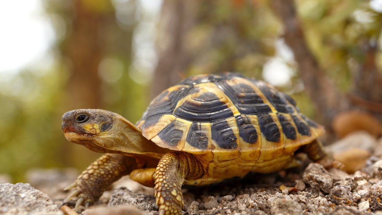 Eine Landschildkröte auf steinigem Grund, im Hintergrund Bäume