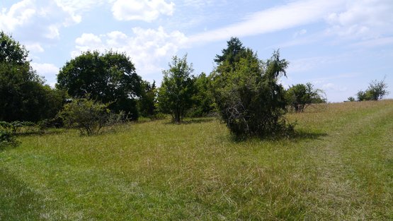 Die Heideflächen im Naturschutzgebiet Venusberg