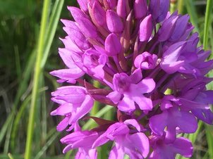 Orchidee Pyramidenorchis