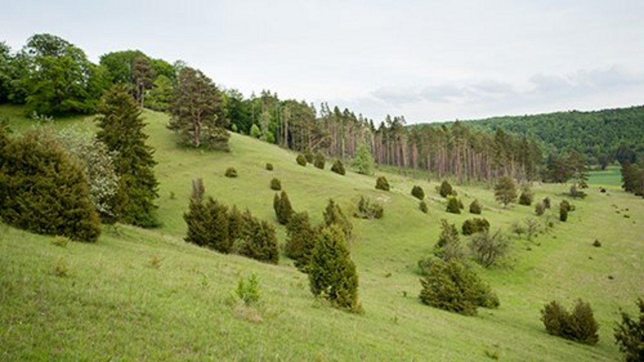 Wacholderheide im Naturschutzgebiet „Bullenberg-Dudelberg-Stockhau“ 