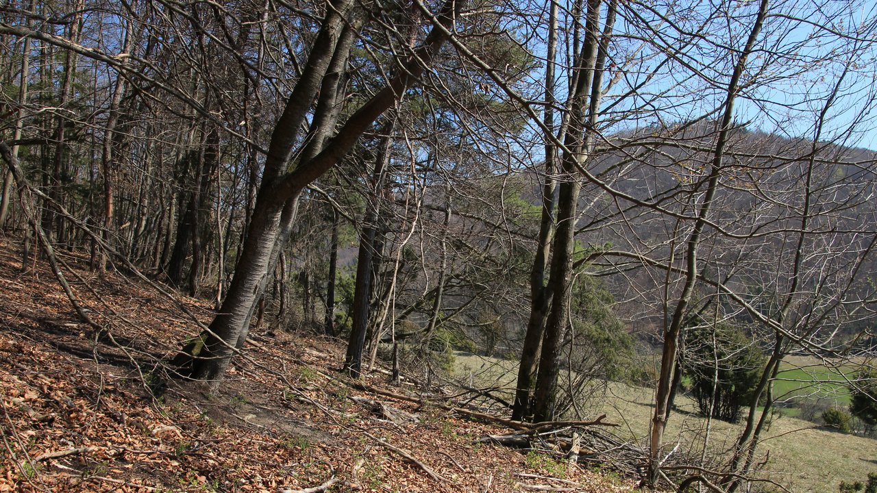 Waldrand Wacholderheide Gewann Jetel im NSG „Rufsteinhänge und Umgebung“