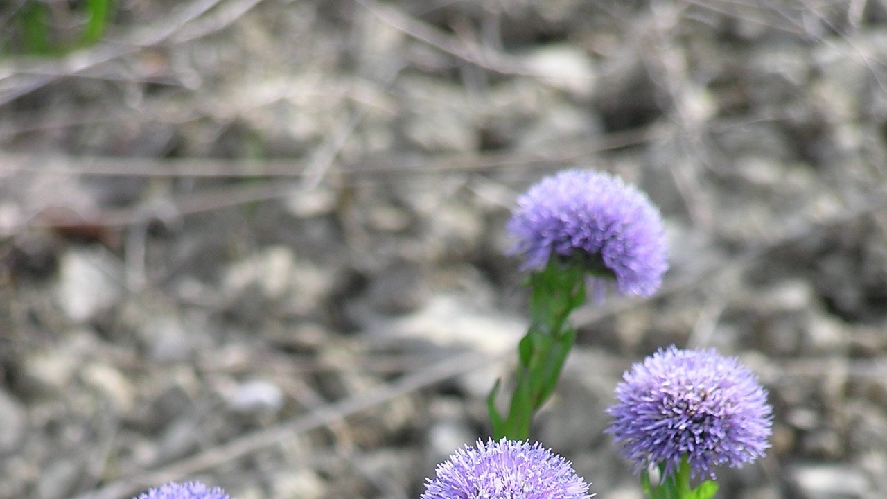 Echte Kugelblume