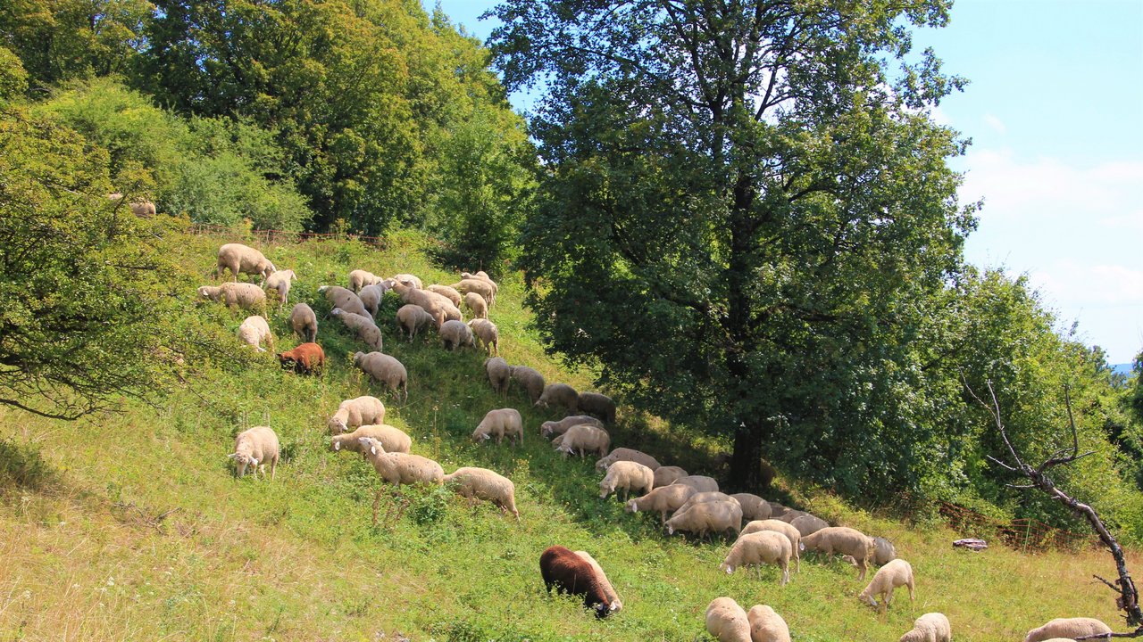 Schafbeweidung, NSG Spielburg