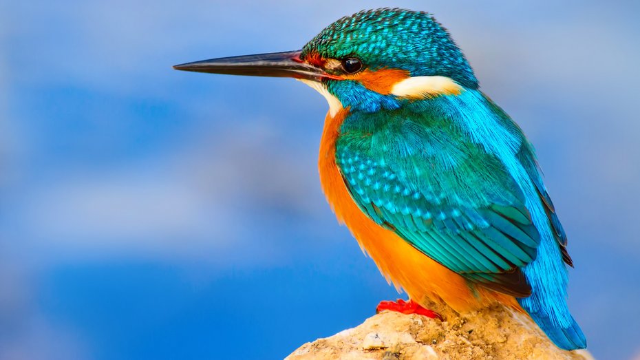Eisvogel Bild zeigt Eisvogel