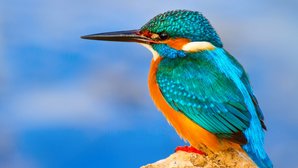 Eisvogel Bild zeigt Eisvogel