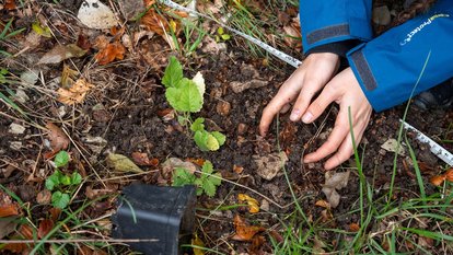 Auf der Schwäbischen Alb wurden die in der Wilhelma und im Botanischen Garten Tübingen herangezogenen Exemplare ausgepflanzt