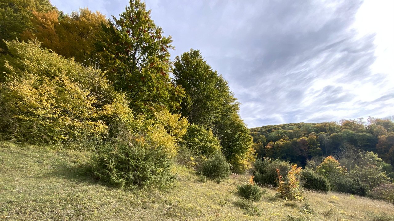 Vorgerückter Waldrand Wacholderheide Haslachberg-Königsteige im NSG „Rufsteinhänge und Umgebung“