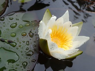 Seerose "Nymphaea candida"