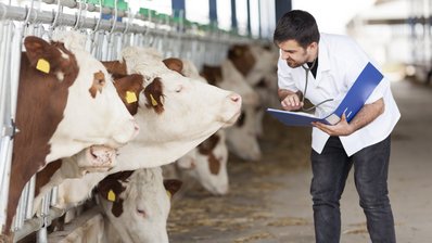 Ein Mann in weißem Kittel und eine Kuh