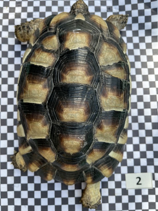 Rückenpanzer einer Landschildkröte