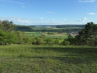 Lückiger, schafbeweideter Kalk-Magerrasen