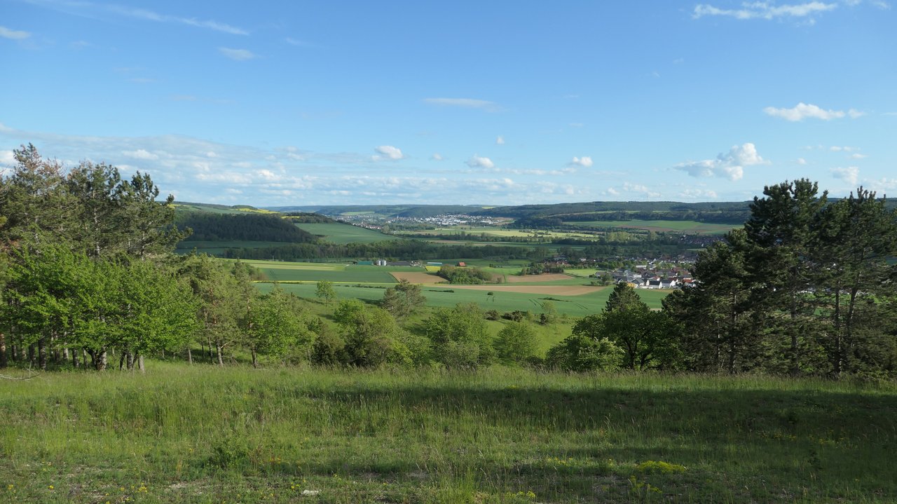 Lückiger, schafbeweideter Kalk-Magerrasen