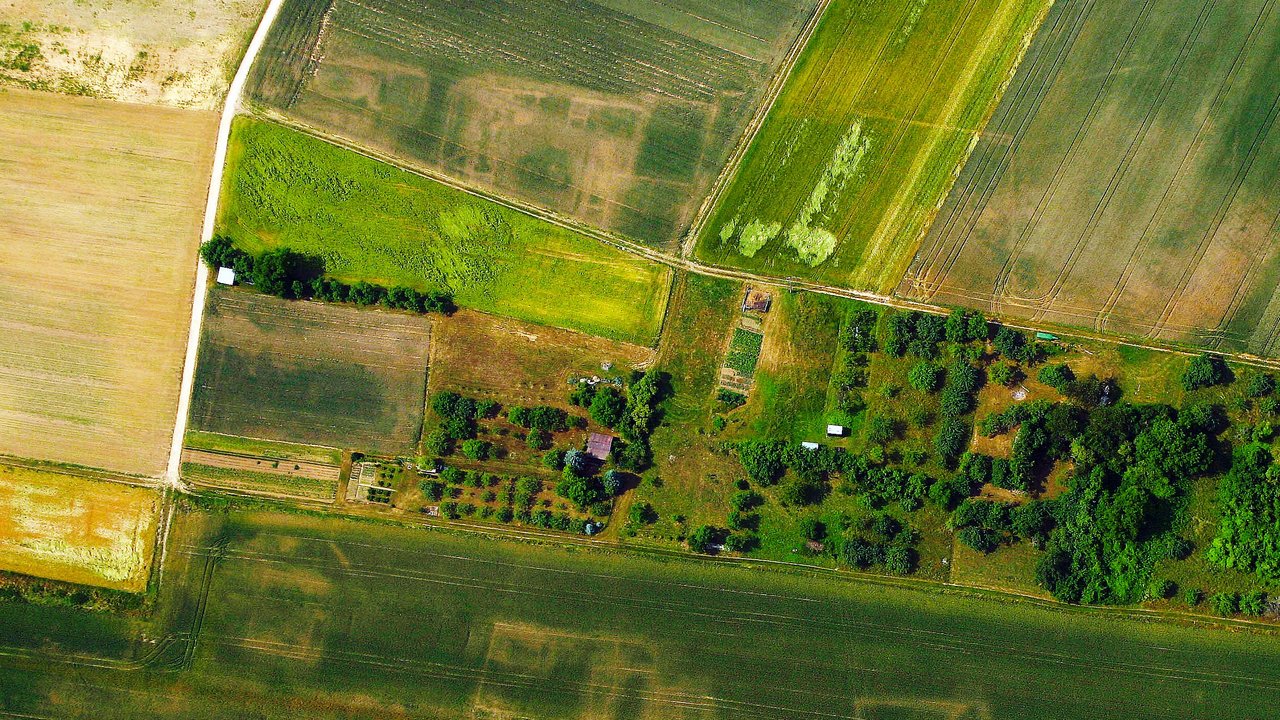  Bei trockenem Frühsommerwetter zeichnen sich die Steinbauten des römischen Stadtzentrums im überwiegend grünen Getreide noch heute deutlich ab