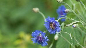 Eine Honigbiene sammelt Nektar von blauen Blüten 