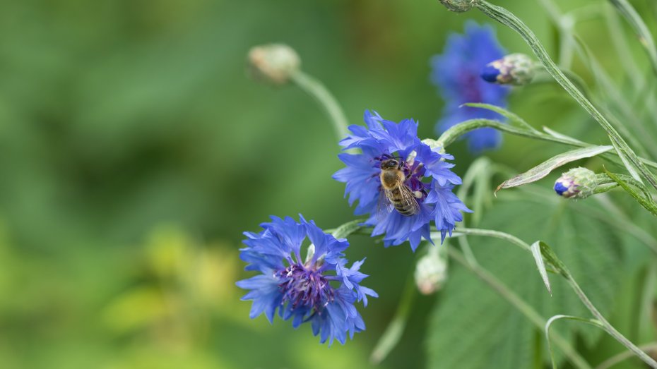 Eine Honigbiene sammelt Nektar von blauen Blüten