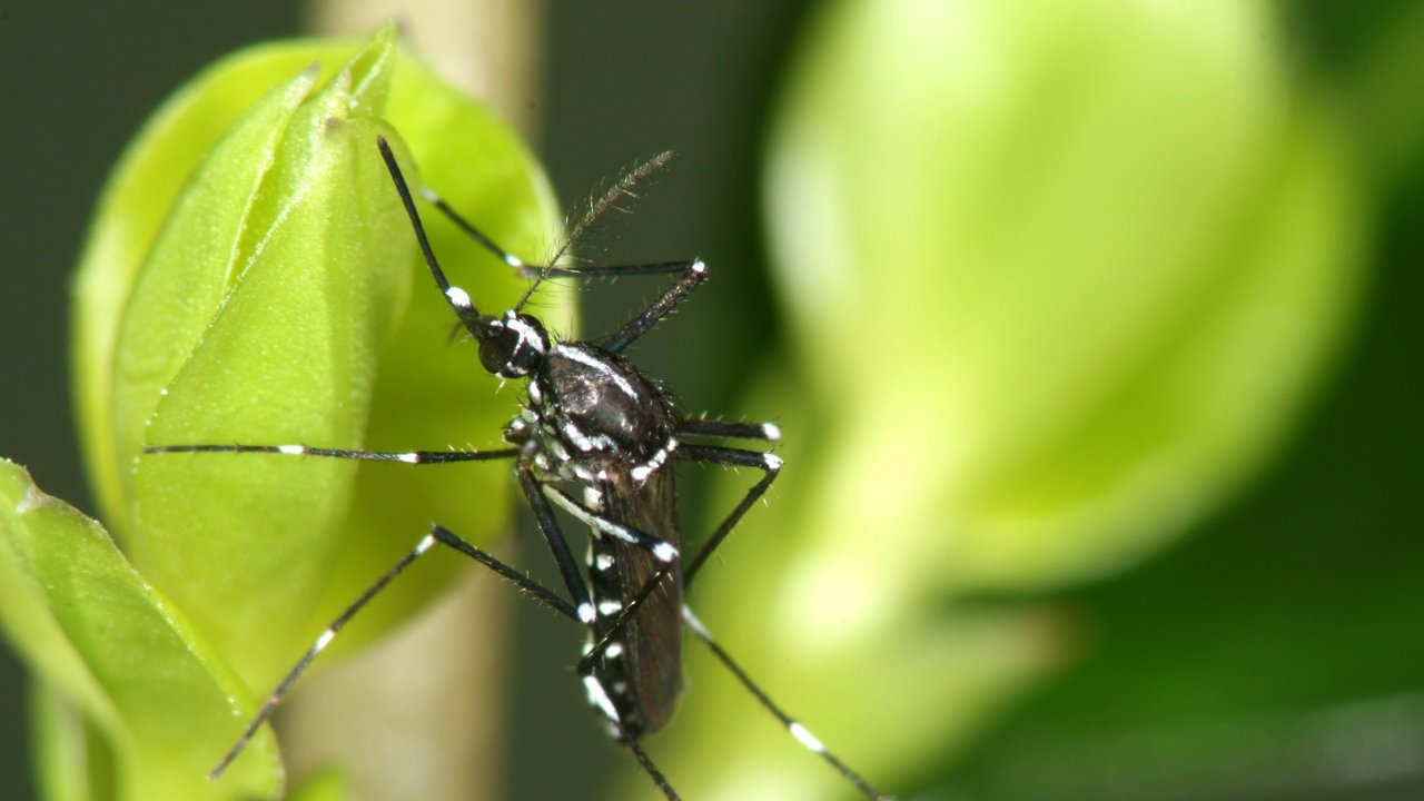 Bild zeigt Weibchen der Asiatischen Tigermücke (Aedes albopictus)