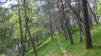 Lichter Kiefernwald im Naturschutzgebiet Jägerhölzle, ein idealer Wuchsort für licht- und wärmeliebende Pflanzen.