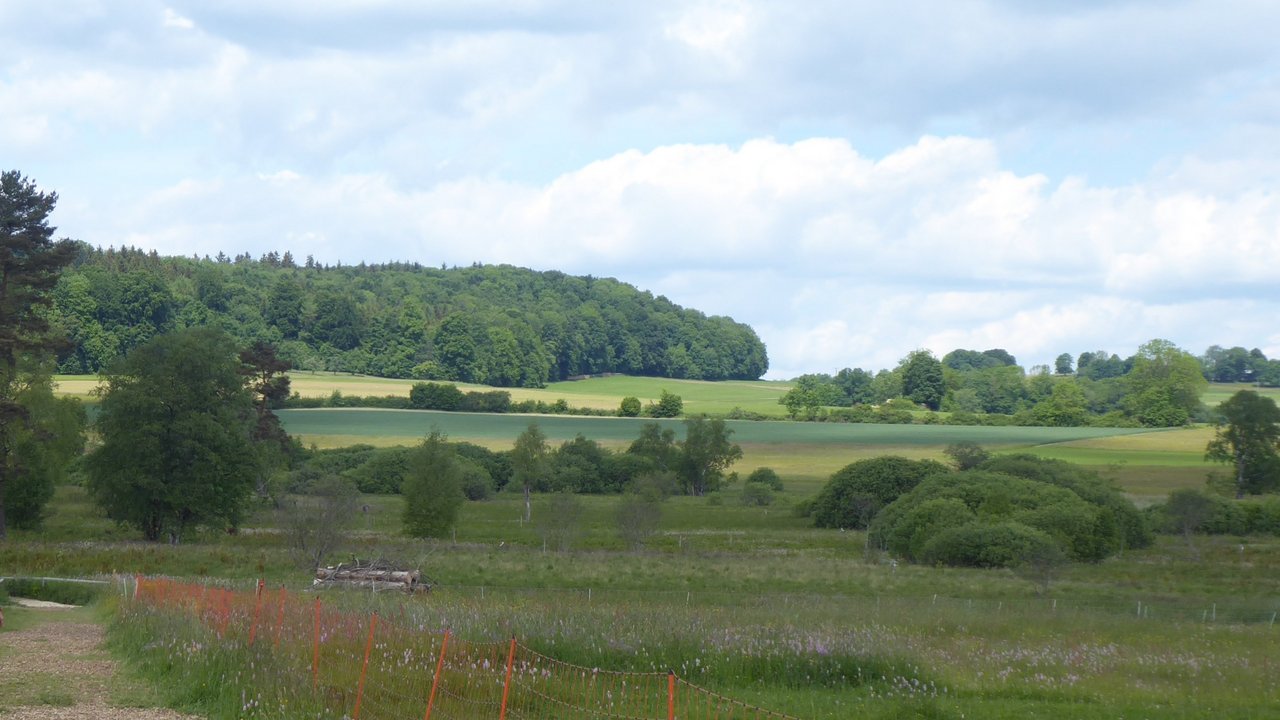 Bild zeigt das Schopflocher Moor mit Weidenbüschen