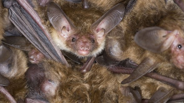 Bechsteinfledermaus
