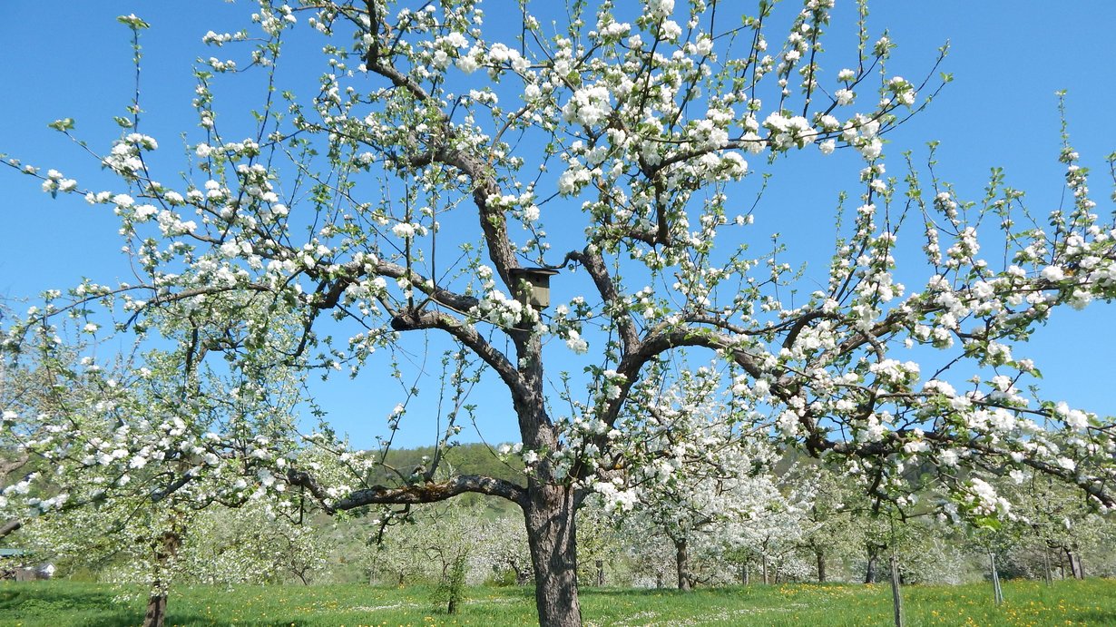 Obstbaum - Baumschnitt