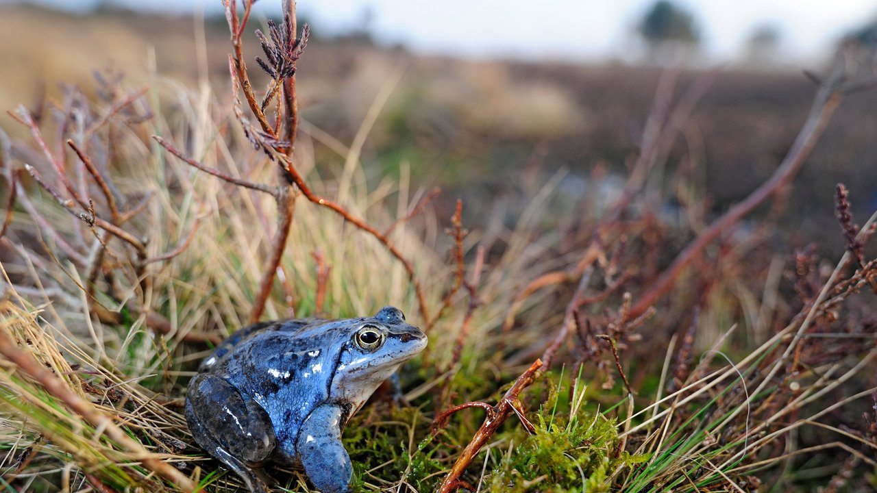 Bild zeigt blauen Moorfrosch (Rana arvalis) im Diepholzer Moor