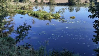 Die Glänzende Seerose in ihrem Lebensraum im Hammerweiher