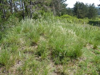 Kalk-Magerrasen mit Grauscheidigem Federgras (Stipa pennata) 