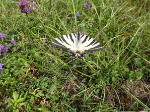 Ein Segelfalter sitzt im Gras