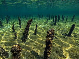 Starke Erosion am Seegrund